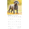 image Great Danes 2027 Wall Calendar Fourth Alternate Image