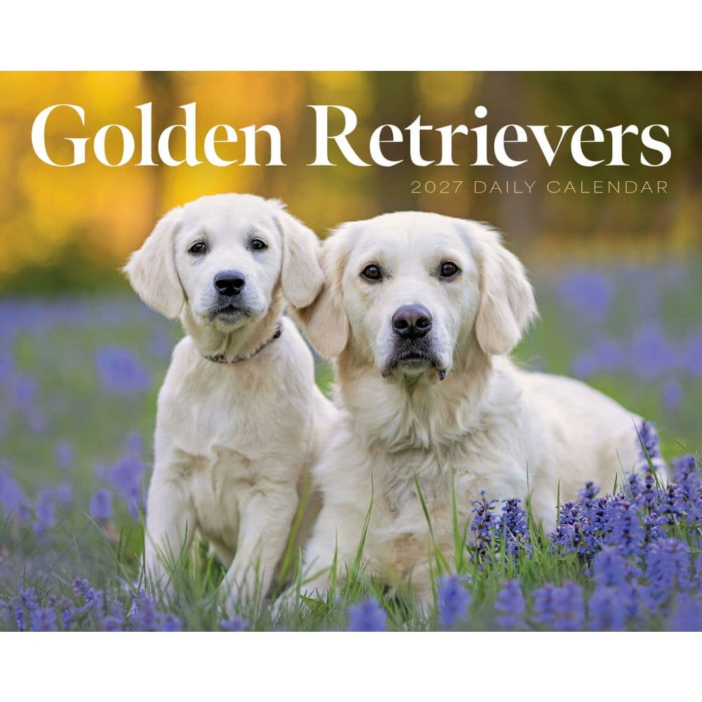 Goldens Retrievers 2027 Desk Calendar