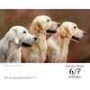 image Goldens Retrievers 2027 Desk Calendar Second Alternate Image