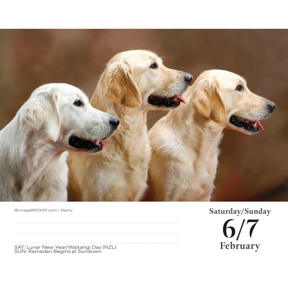 Goldens Retrievers 2027 Desk Calendar Second Alternate Image