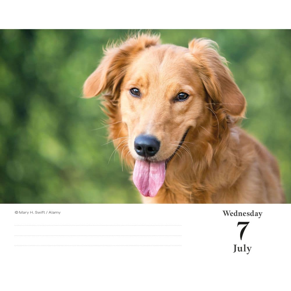 Goldens Retrievers 2027 Desk Calendar Third Alternate Image