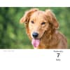 image Goldens Retrievers 2027 Desk Calendar Third Alternate Image