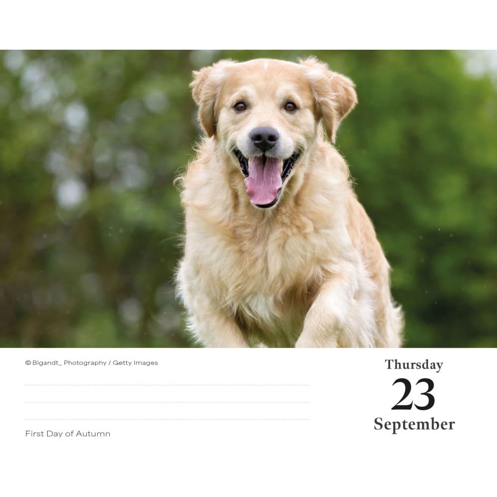 Goldens Retrievers 2027 Desk Calendar Fourth Alternate Image