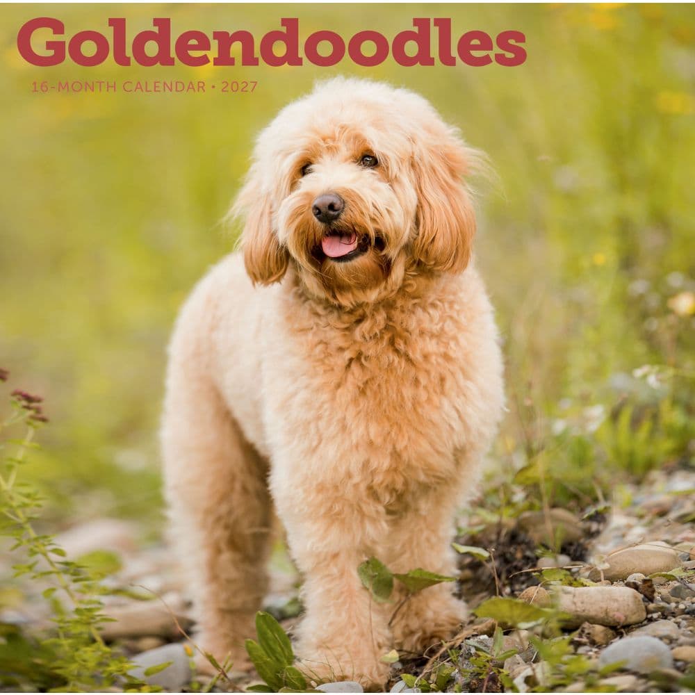 Goldendoodles 2027 Wall Calendar Main Product Image