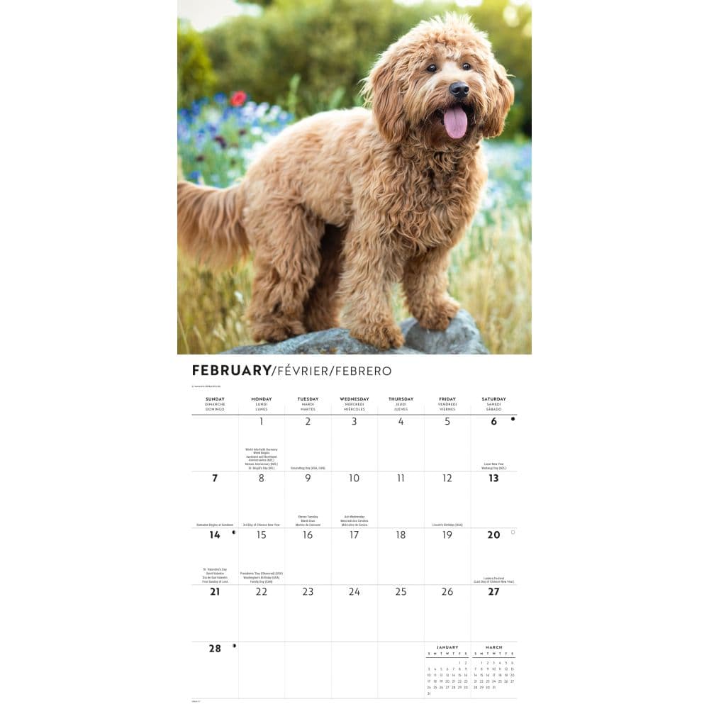 Goldendoodles 2027 Wall Calendar Second Alternate Image