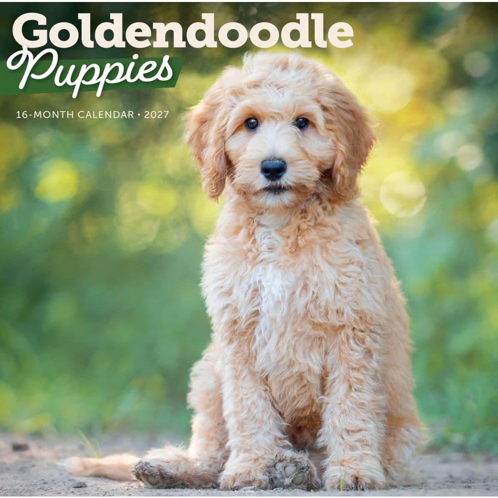 Goldendoodle Puppies 2027 Wall Calendar