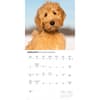 image Goldendoodle Puppies 2027 Wall Calendar Second Alternate Image