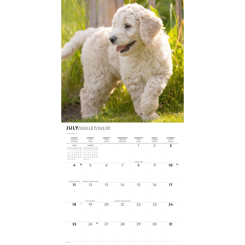 Goldendoodle Puppies 2027 Wall Calendar Third Alternate Image