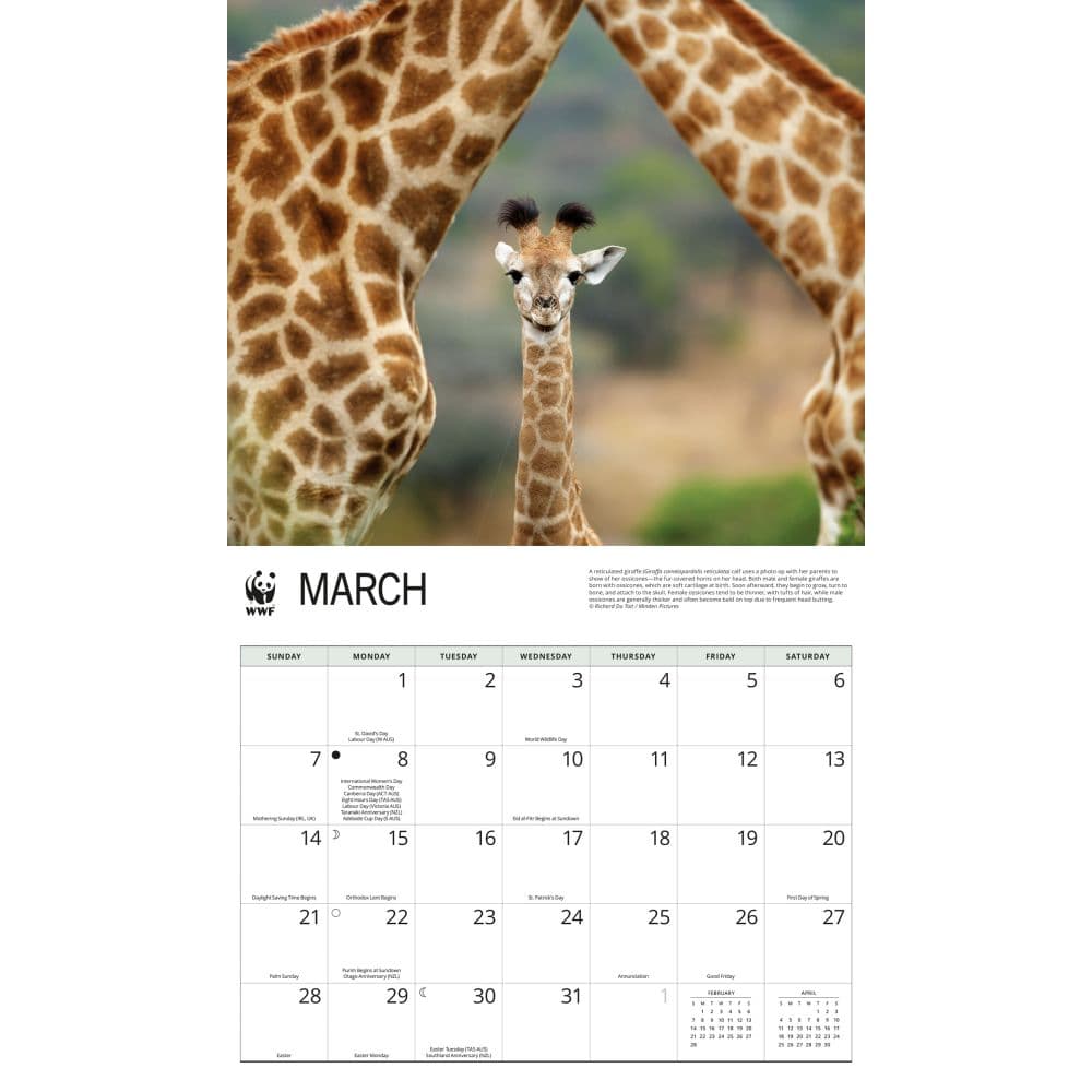WWF Giraffes 2027 Wall Calendar Second Alternate Image