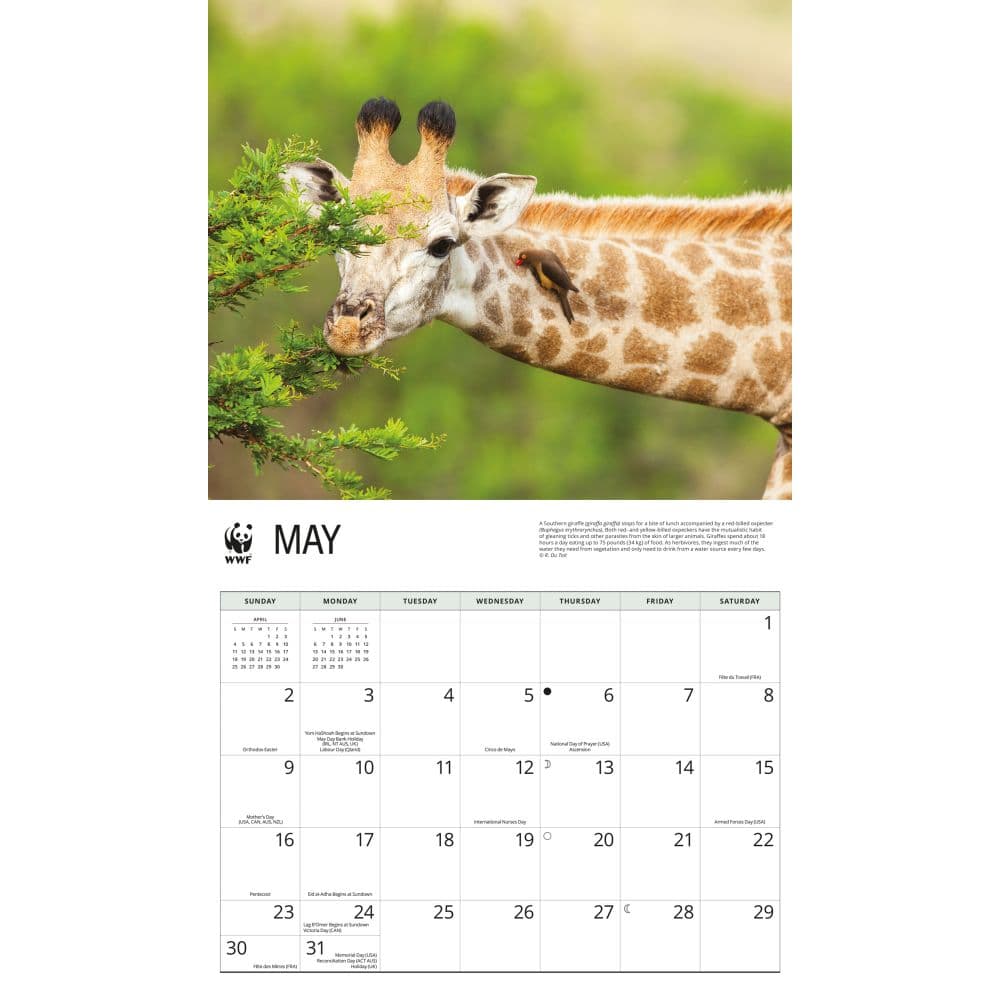 WWF Giraffes 2027 Wall Calendar Third Alternate Image