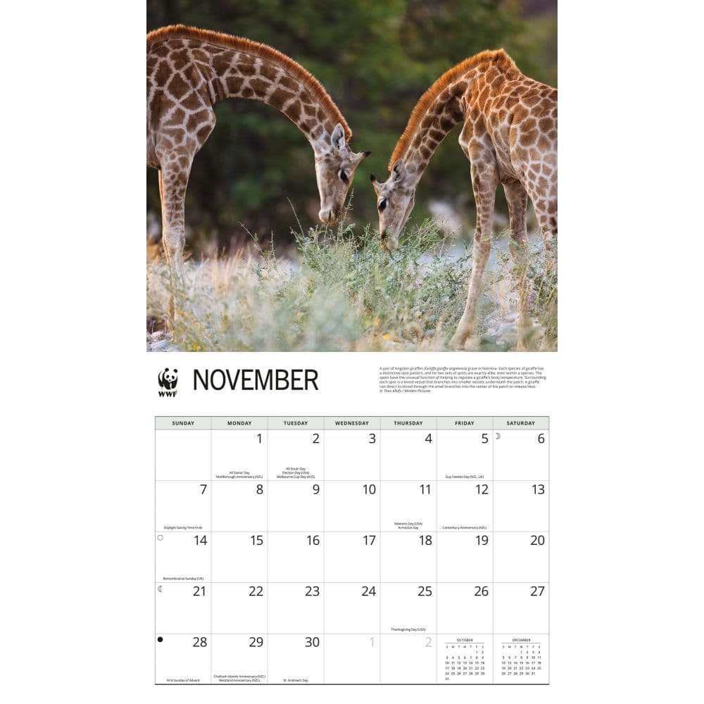 WWF Giraffes 2027 Wall Calendar Fourth Alternate Image