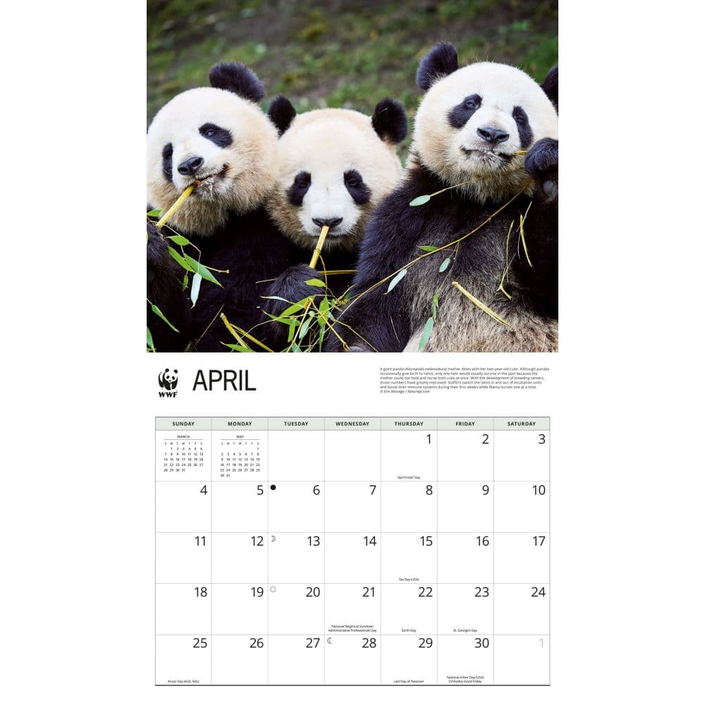 WWF Giant Pandas 2027 Wall Calendar Second Alternate Image