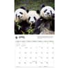image WWF Giant Pandas 2027 Wall Calendar Second Alternate Image