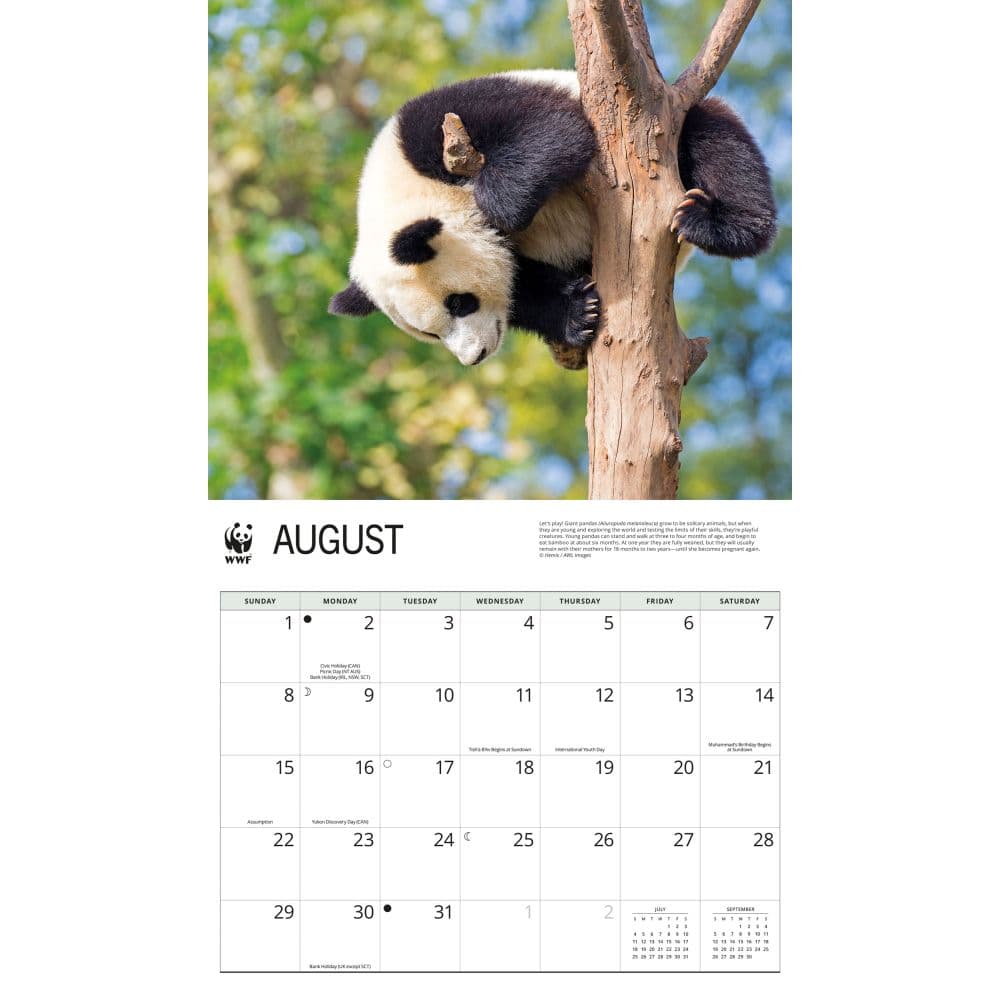 WWF Giant Pandas 2027 Wall Calendar Third Alternate Image