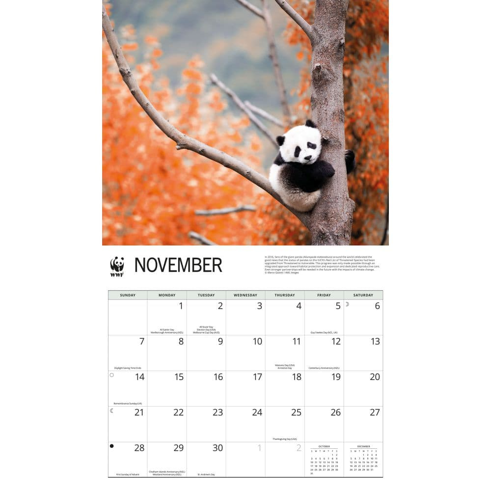 WWF Giant Pandas 2027 Wall Calendar Fourth Alternate Image