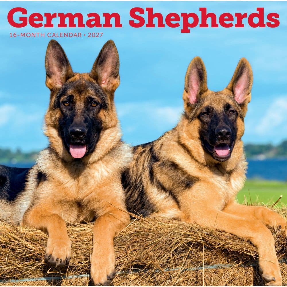 German Shepherds 2027 Wall Calendar Main Product Image