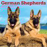 image German Shepherds 2027 Wall Calendar Main Product Image