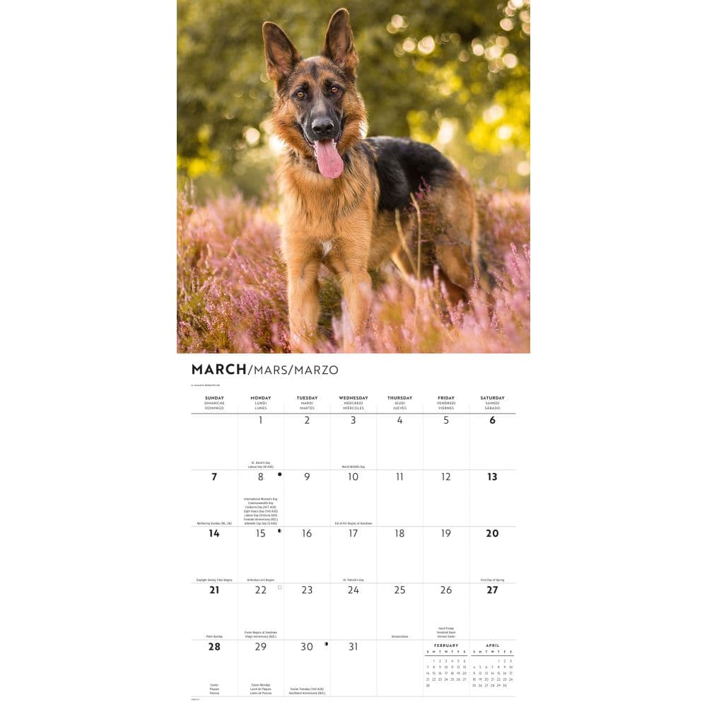 German Shepherds 2027 Wall Calendar Second Alternate Image