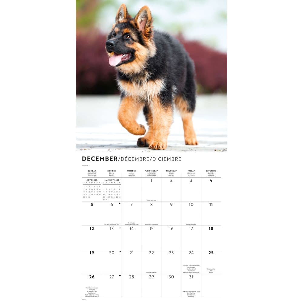 German Shepherds 2027 Wall Calendar Fourth Alternate Image