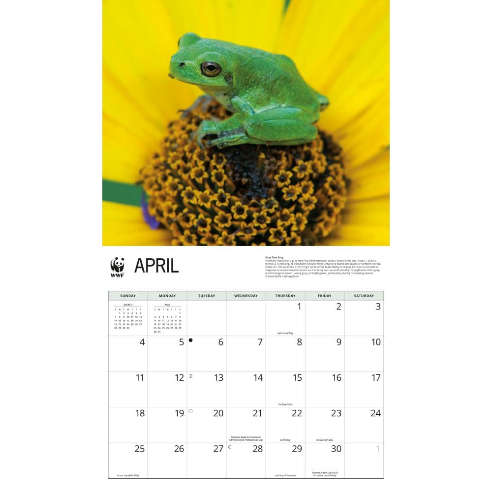WWF Frogs 2027 Wall Calendar Second Alternate Image