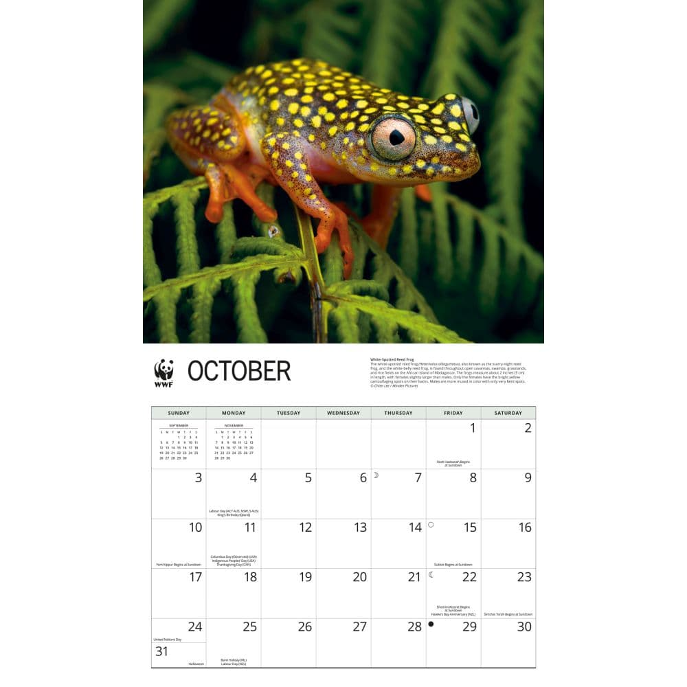 WWF Frogs 2027 Wall Calendar Fourth Alternate Image