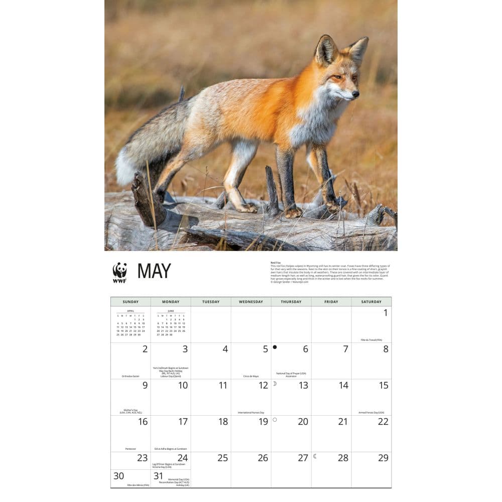 WWF Foxes 2027 Wall Calendar Second Alternate Image