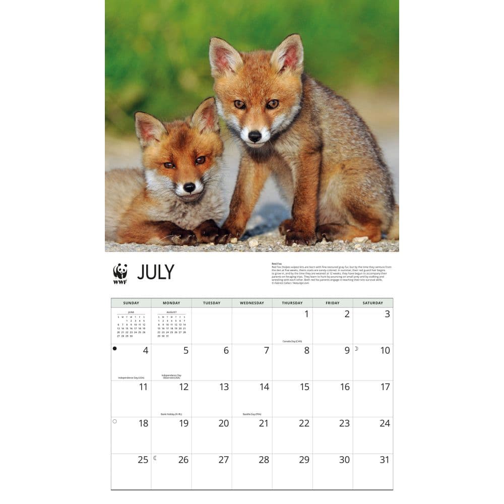 WWF Foxes 2027 Wall Calendar Third Alternate Image