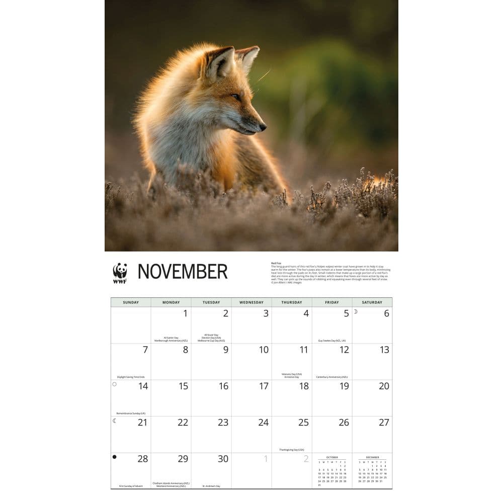 WWF Foxes 2027 Wall Calendar Fourth Alternate Image