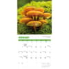 image Fascinating Fungi 2027 Wall Calendar Second Alternate Image
