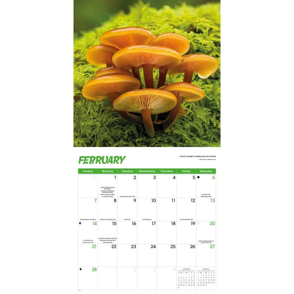Fascinating Fungi 2027 Wall Calendar Second Alternate Image