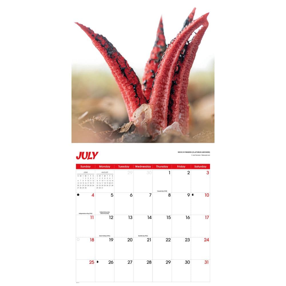 Fascinating Fungi 2027 Wall Calendar Third Alternate Image