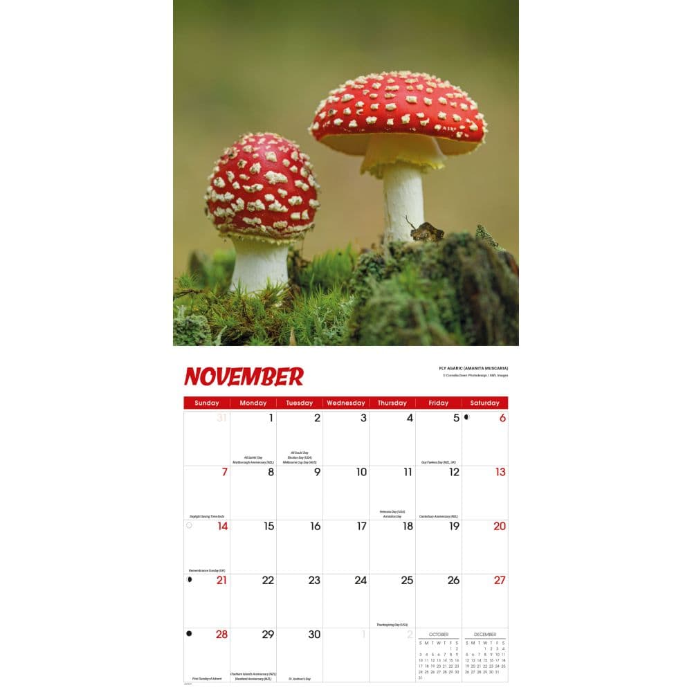 Fascinating Fungi 2027 Wall Calendar Fourth Alternate Image