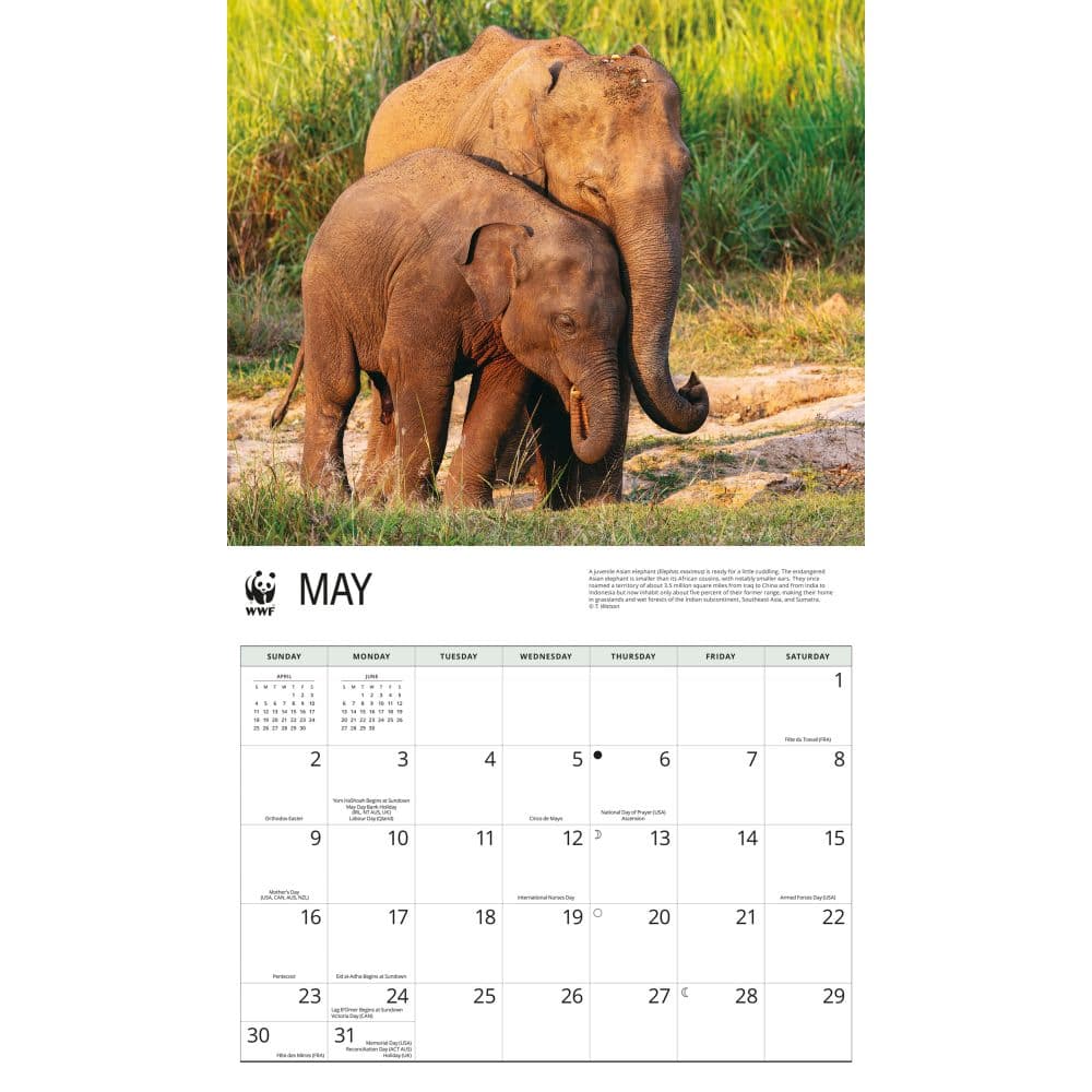 WWF Elephants 2027 Wall Calendar Third Alternate Image