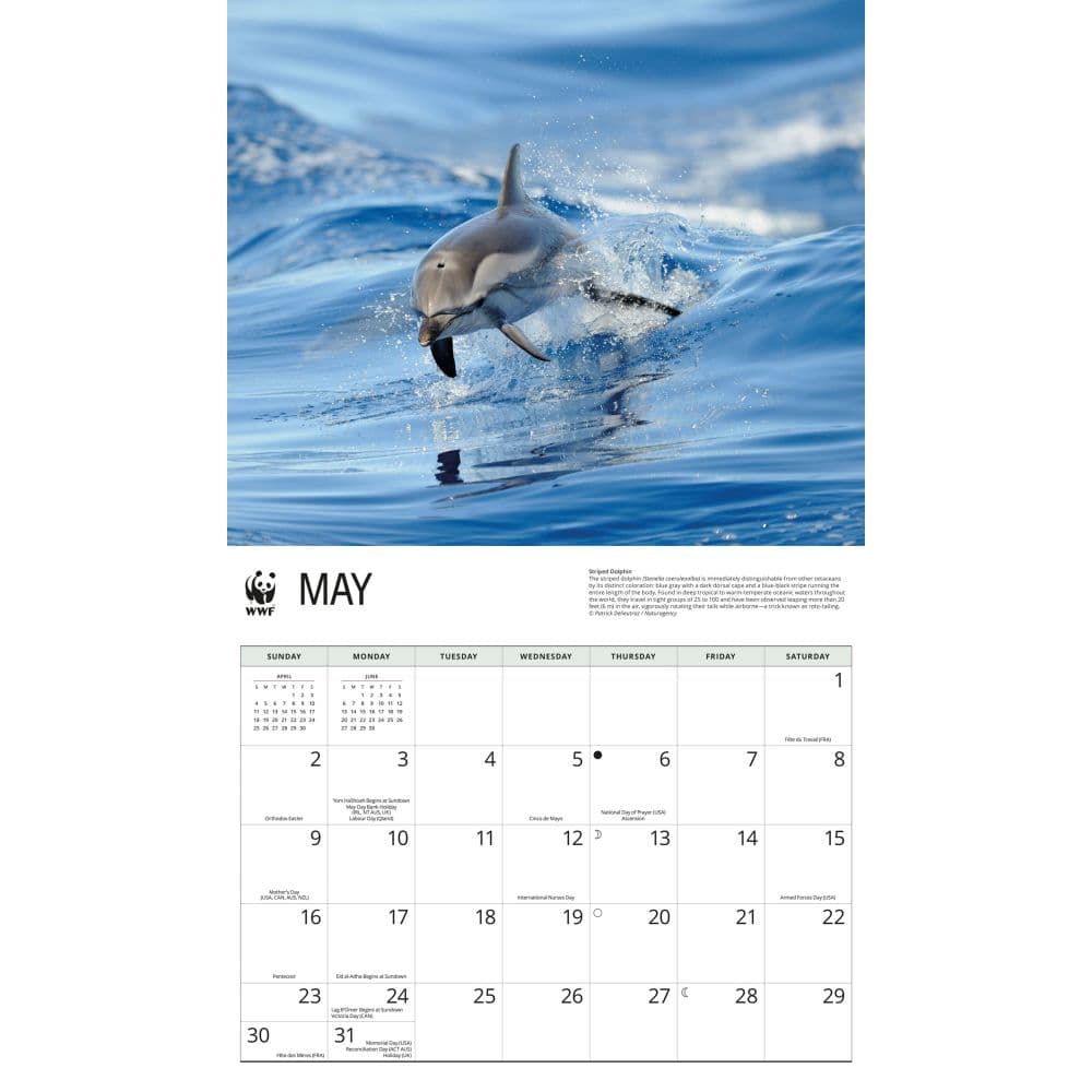 WWF Dolphins 2027 Wall Calendar Third Alternate Image