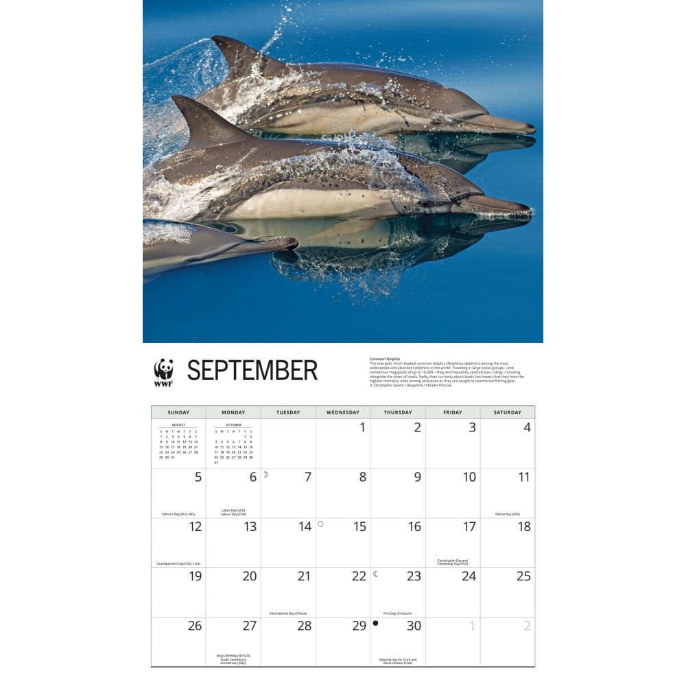 WWF Dolphins 2027 Wall Calendar Fourth Alternate Image