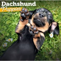 image Dachshund Puppies 2027 Wall Calendar Main Product Image