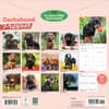image Dachshund Puppies 2027 Wall Calendar First Alternate Image