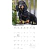 image Dachshund Puppies 2027 Wall Calendar Second Alternate Image