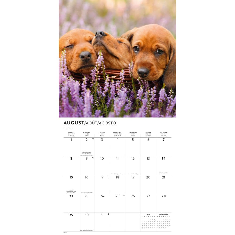 Dachshund Puppies 2027 Wall Calendar Third Alternate Image