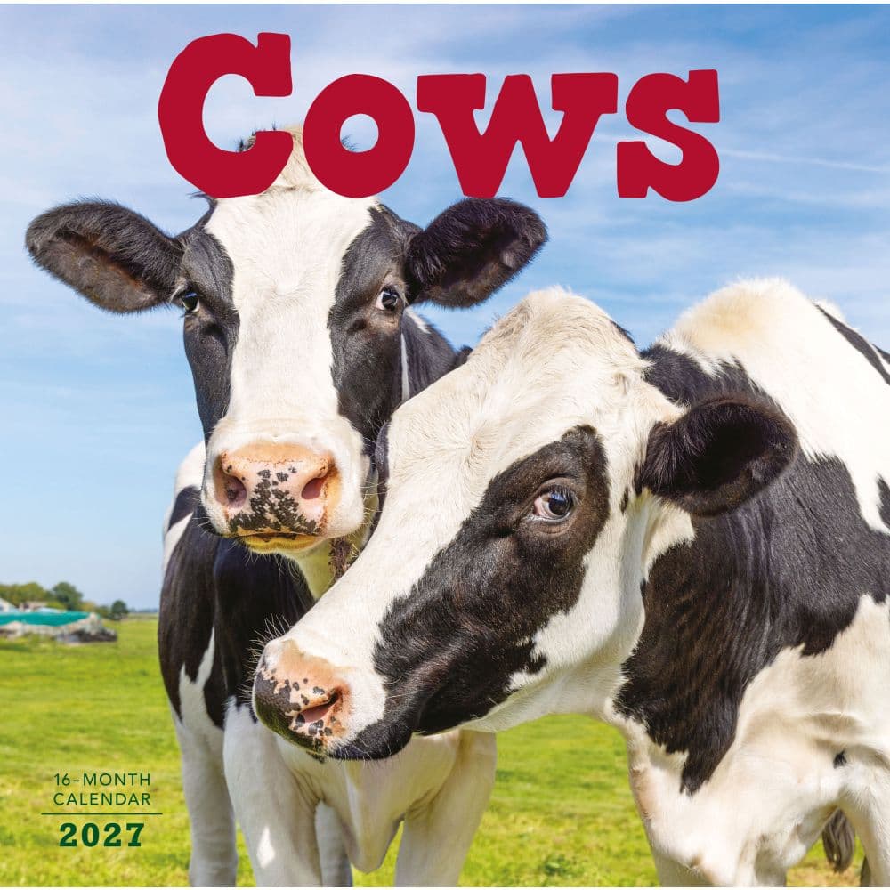 Cows 2027 Wall Calendar Main Product Image