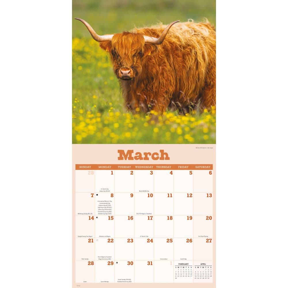 Cows 2027 Wall Calendar Second Alternate Image