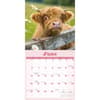 image Cows 2027 Wall Calendar Third Alternate Image