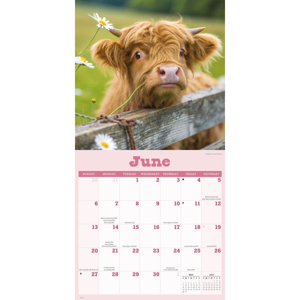 Cows 2027 Wall Calendar Third Alternate Image