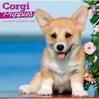 image Corgi Puppies 2027 Wall Calendar Main Product Image