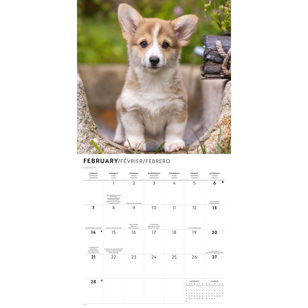 Corgi Puppies 2027 Wall Calendar Second Alternate Image