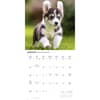 image Corgi Puppies 2027 Wall Calendar Third Alternate Image