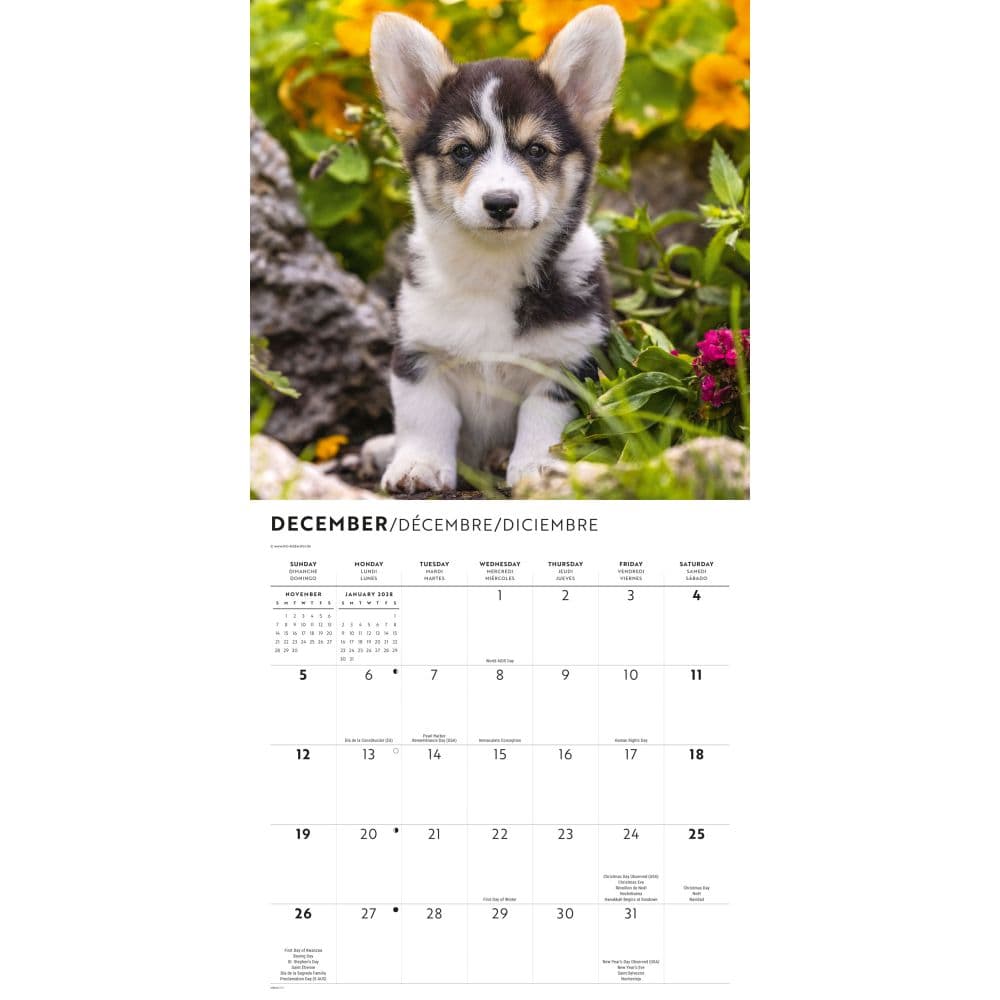 Corgi Puppies 2027 Wall Calendar Fourth Alternate Image