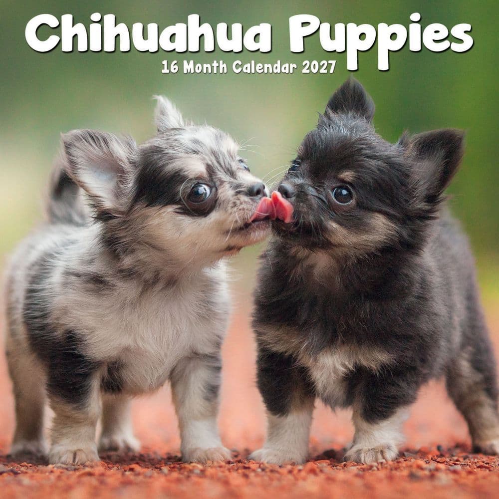 Chihuahua Puppies 2027 Mini Wall Calendar Main Product Image
