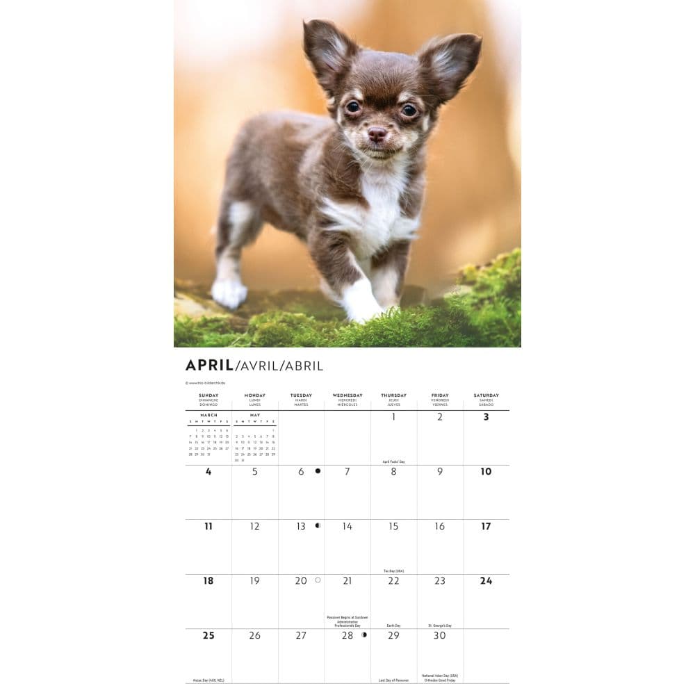 Chihuahua Puppies 2027 Mini Wall Calendar Third Alternate Image