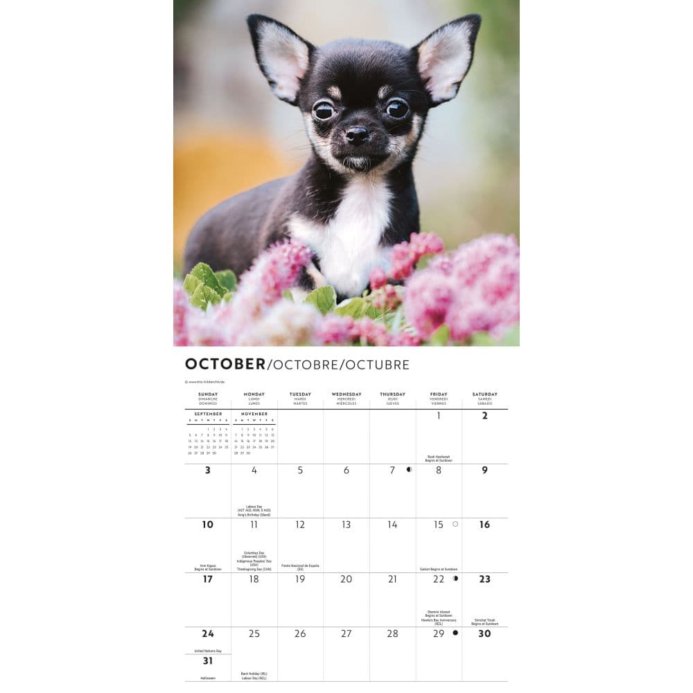 Chihuahua Puppies 2027 Mini Wall Calendar Fourth Alternate Image